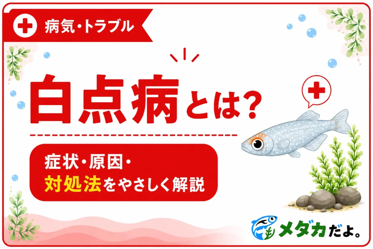 メダカの白点病とは？症状・原因と見つけたときの対処法
