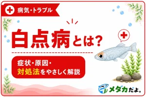 メダカの白点病とは？症状・原因と見つけたときの対処法