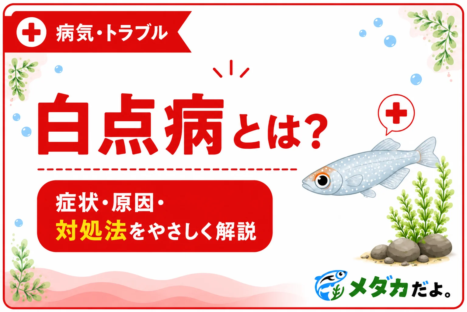 メダカの白点病とは?症状・原因と見つけたときの対処法