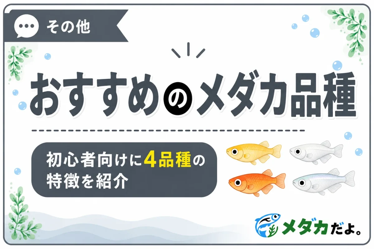 初心者におすすめのメダカ品種4選｜選び方のポイントも紹介