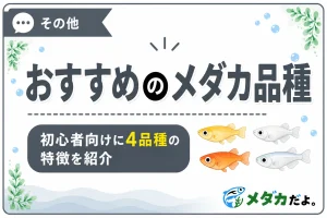 初心者におすすめのメダカ品種4選｜選び方のポイントも紹介