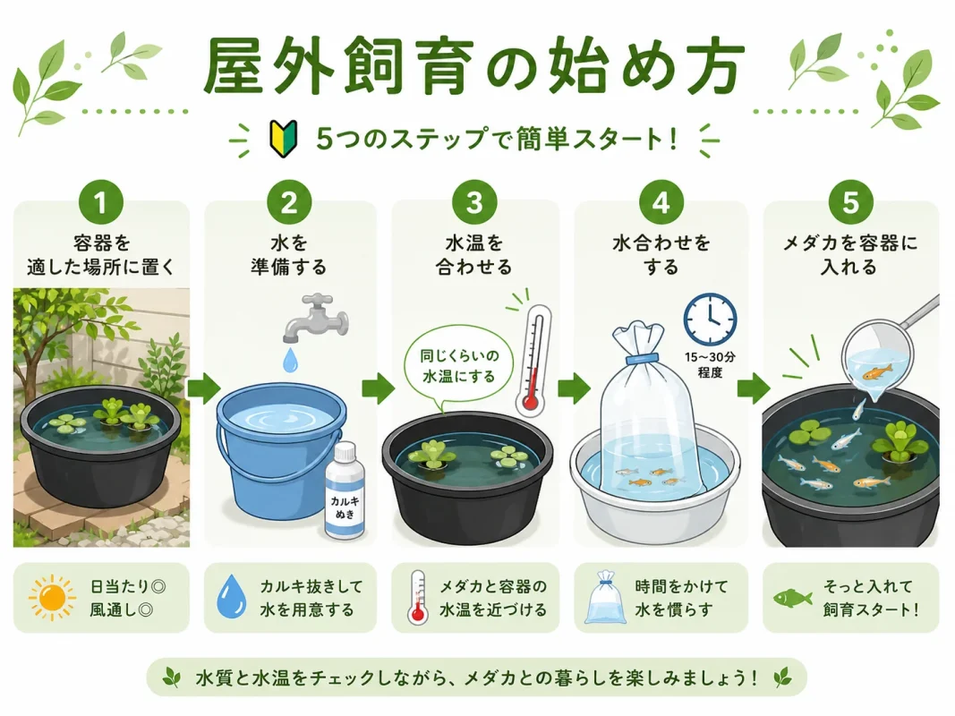 メダカの屋外飼育を始めるまでの基本手順