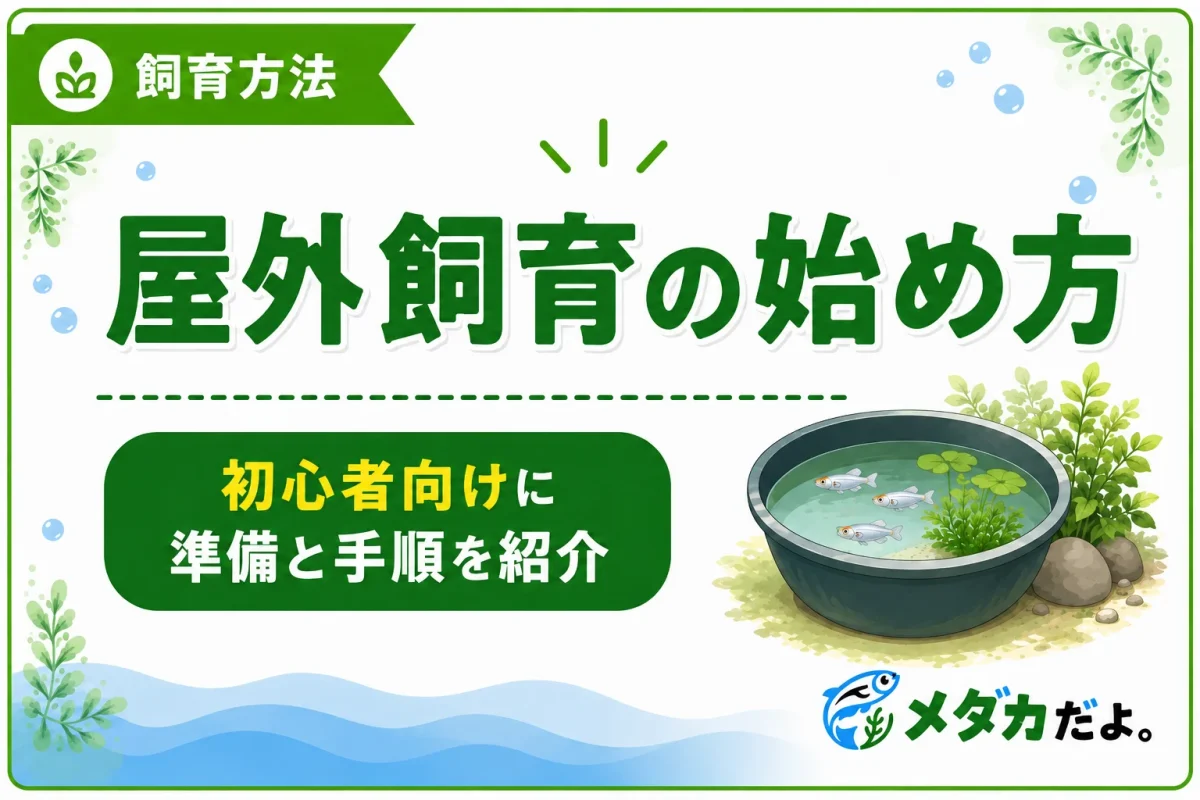 メダカの屋外飼育の始め方｜初心者向けに準備と手順を紹介