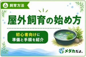 メダカの屋外飼育の始め方｜初心者向けに準備と手順を紹介