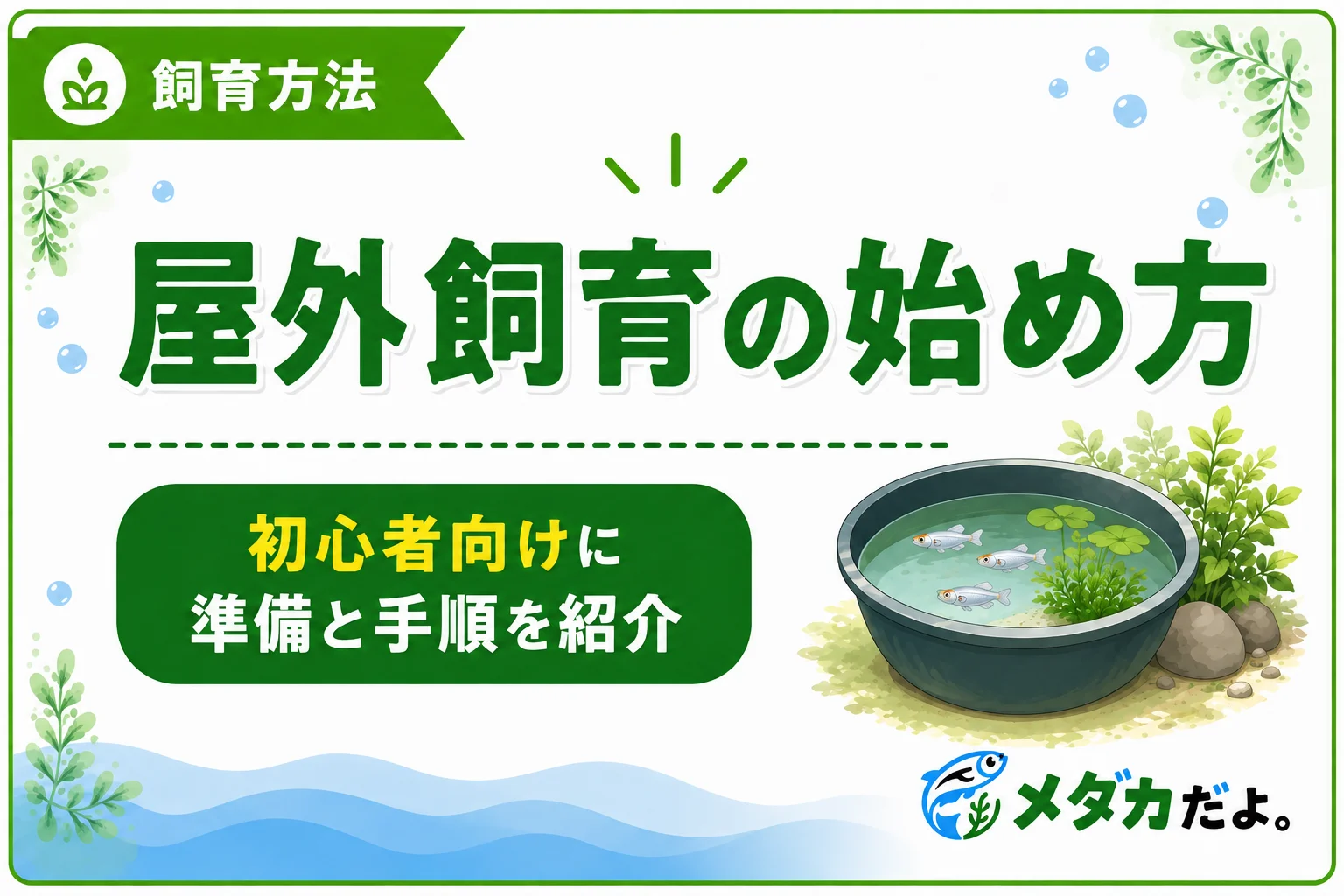 メダカの屋外飼育の始め方｜初心者向けに準備と手順を紹介