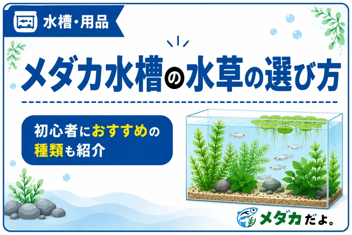メダカ水槽の水草の選び方｜初心者におすすめの種類も紹介