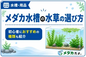 メダカ水槽の水草の選び方｜初心者におすすめの種類も紹介