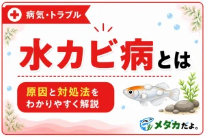 メダカの水カビ病とは？症状・原因と対処法を初心者向けに解説