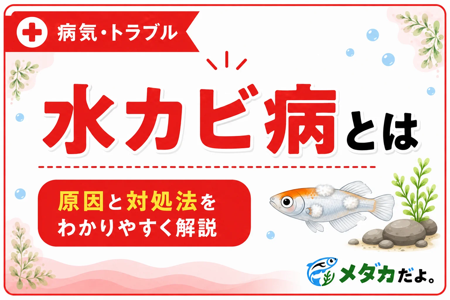 メダカの水カビ病とは？症状・原因と対処法を初心者向けに解説