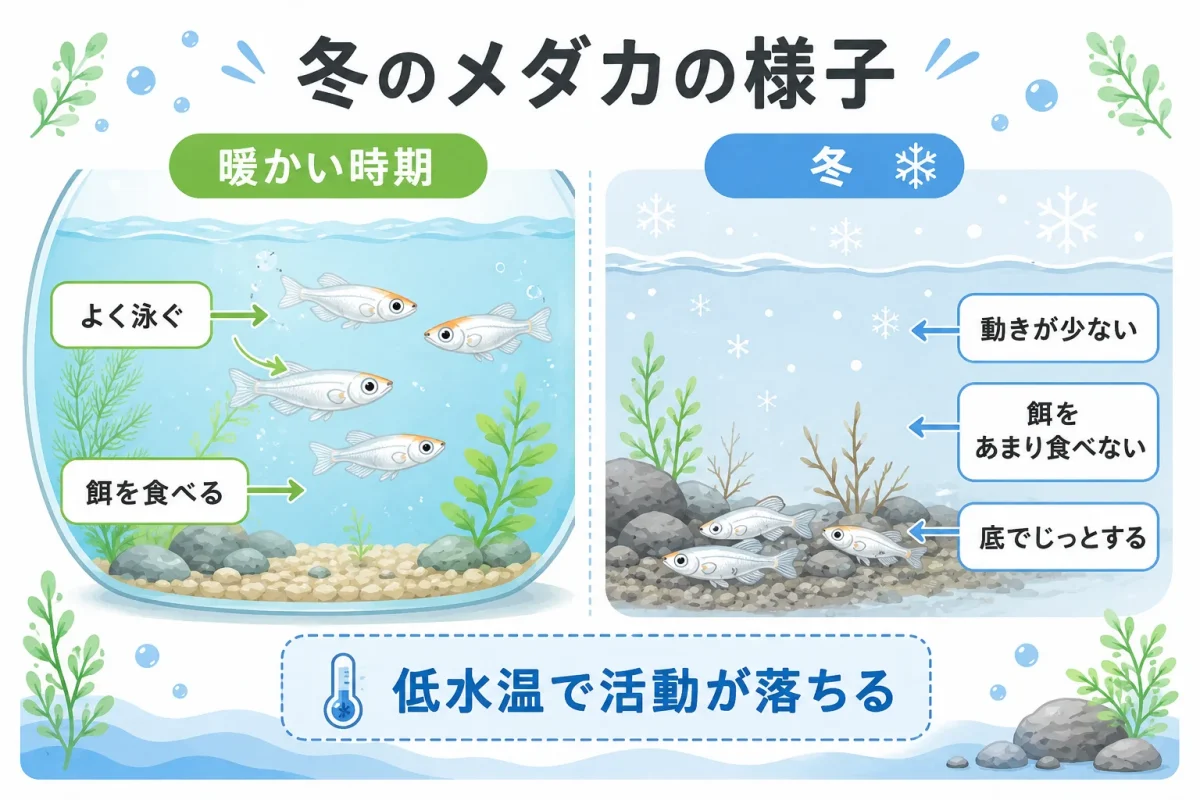 暖かい時期と冬でメダカの活動量が変化する様子