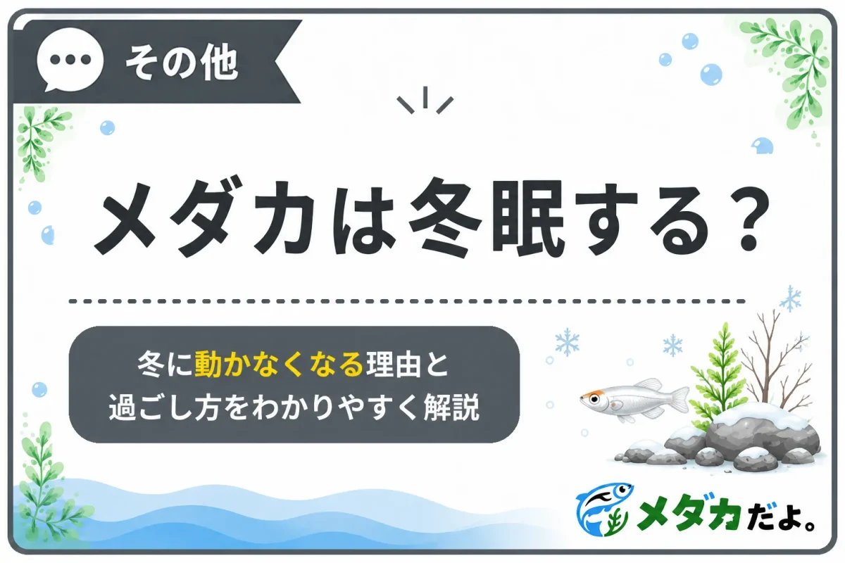 メダカは冬眠する？冬に動かなくなる理由と冬越しのポイント