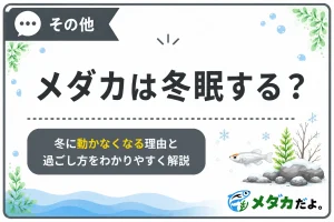 メダカは冬眠する？冬に動かなくなる理由と冬越しのポイント