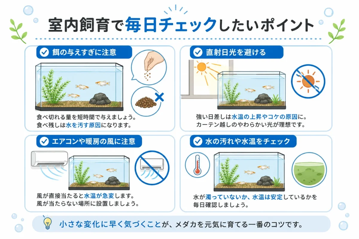 メダカの室内飼育で餌や水温、水質を確認するポイント