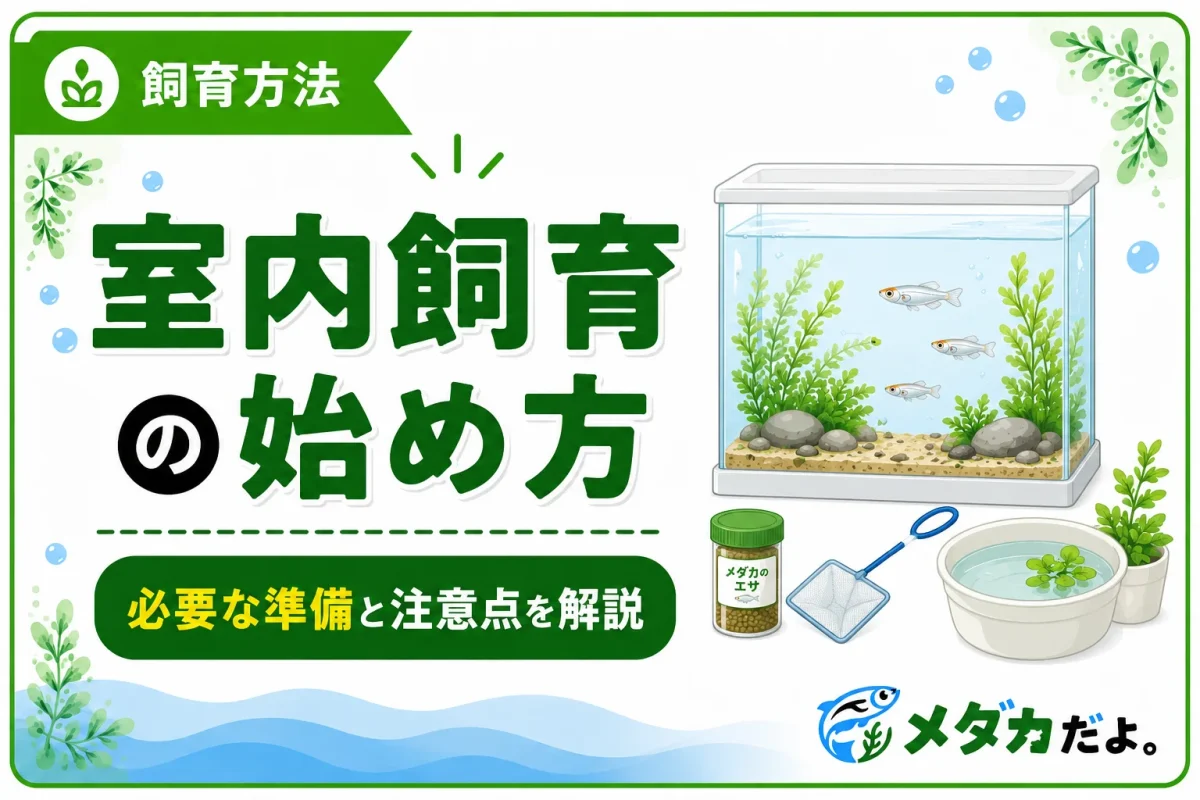 メダカの室内飼育の始め方｜必要な準備と注意点を解説