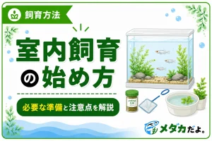 メダカの室内飼育の始め方｜必要な準備と注意点を解説