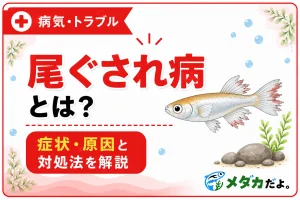 メダカの尾ぐされ病とは？症状・原因と対処法を解説