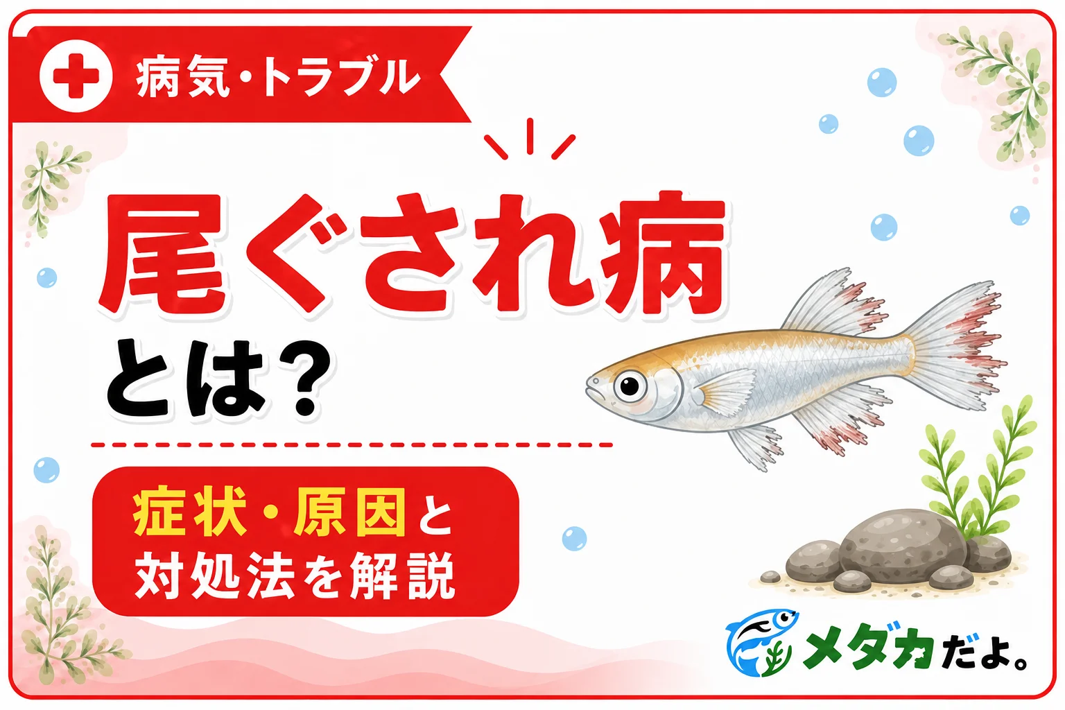 メダカの尾ぐされ病とは?症状・原因と対処法を解説