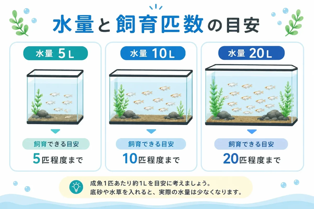 メダカの飼育に必要な水量と飼育匹数の目安