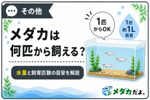 メダカは何匹から飼える？水量と飼育匹数の目安を解説