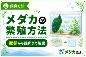 メダカの繁殖方法｜初心者向けに産卵から採卵まで解説