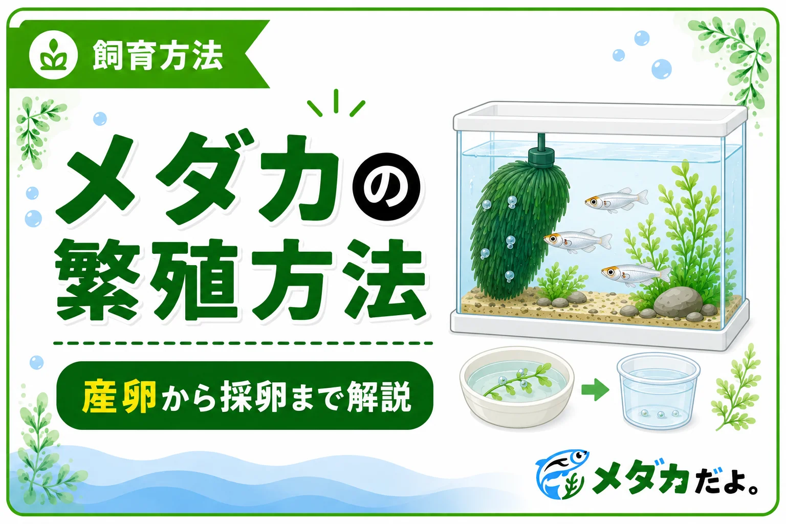 メダカの繁殖方法|初心者向けに産卵から採卵まで解説