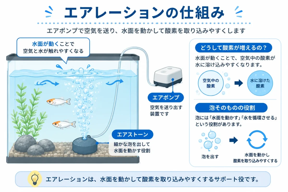 メダカ水槽でエアレーションによって水面が動く仕組み