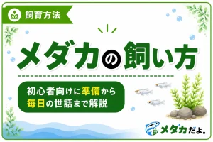 メダカの飼い方｜初心者向けに準備から毎日の世話まで解説 メダカは小さな容器でも飼育できますが、水や餌の管理が不要なわけではありません。元気に育てるには、飼育前の準備と毎日の観察が大切です。 メダカの飼い方で最初に覚えたいのは、「水を急に変えない」「餌を与えすぎない」「飼いすぎない」の3点です。基本を押さえれば、初心者でも落ち着いて飼育を始められます。 メダカの飼育に必要なもの まずは、飼育環境を整えるために必要なものを準備します。 ・水槽や飼育容器 ・カルキを抜いた水 ・メダカ用の餌 ・メダカをすくう網 ・水換え用のバケツやスポイト 水草や底砂、フィルター、さらにエアポンプなどは飼育方法によって必要性が変わります。水草は水質の安定や隠れ家になり、底砂はバクテリアの定着に役立ちますが、必須ではありません。また、フィルターやエアポンプは水中の酸素量を保ち水をきれいに維持する助けになりますが、容器の大きさや飼育数によっては省略することもできます。最初から多くの用品をそろえるより、容器・水・餌を優先して準備すると始めやすいでしょう。 【ここが大切】 水道水はそのまま使わず、塩素中和剤を使うか、適切に汲み置きしてカルキを抜いてから使用します。水道水に含まれる塩素は、メダカなどの水生生物にとって負担になるためです。 メダカを飼い始めるまでの手順 メダカを迎える前に、まず水槽や水質などの飼育環境をしっかり整え、安心して生活できる状態を作っておくことが大切です。 容器を安定した場所に置く 室内では、直射日光が長時間当たらず、温度が急変しにくい場所を選びます。屋外では、夏に水温が上がりすぎないよう、時間帯によって日陰ができる場所が安心です。 容器は水を入れると重くなります。傾きやぐらつきがない場所へ置いてから、水や底砂を入れましょう。 カルキを抜いた水を用意する 市販の塩素中和剤を用量どおりに使用すると、すぐに飼育水を準備できます。 新しい水は、現在の飼育水と大きな温度差が出ないようにします。急な水温や水質の変化は、メダカの負担になるためです。 水合わせをしてから入れる 購入したメダカを、すぐに新しい容器へ移すのは避けます。袋ごと容器の水面に浮かべて水温を近づけ、その後は新しい飼育水へ少しずつ慣らします。 水温を合わせる目安は15〜30分程度です。メダカを移すときは、購入時の袋の水をできるだけ飼育容器へ入れず、メダカだけを網などですくって移します。 毎日の世話で確認すること メダカを健康に育てるためには、日々のちょっとした観察がとても重要です。特に餌の与え方は水質にも直結するため、基本を押さえておきましょう。 餌は数分で食べ切れる量にする 餌は一度にたくさん与えず、数分で食べ切れる量から始めます。食べ残しは水を汚す原因になるため、残るようなら次から量を減らしましょう。 水温が低い時期や、メダカの動きが鈍い日は食べる量も減ります。決まった量を機械的に与えるのではなく、食べ方を見ながら調整します。 泳ぎ方や水の状態を観察する 餌を与えるときは、食欲だけでなく泳ぎ方や体の様子も確認します。いつもより動かない、水面で口をパクパクしている、体に白い点があるなど、普段と違う様子がないかを見ておきましょう。 水のにおい、濁り、餌の食べ残しも確認します。異変に早く気づくためには、短時間でも毎日観察することが大切です。 水換えは少量ずつ行う 成魚の水換えは、1週間に1回、全体の4分の1から3分の1程度がひとつの目安です。ただし、容器の大きさ、メダカの数、フィルターの有無、季節によって適切な頻度は変わります。 一度にすべての水を交換すると、水温や水質が急変しやすくなります。底の汚れを取りながら古い水を一部抜き、カルキを抜いて温度を近づけた水をゆっくり足します。 フィルターや底砂を掃除するときも、一度にすべてをきれいにしすぎないことが重要です。 【注意】 容器の全洗浄、大量の水換え、フィルター交換を同じ日にまとめて行うと、飼育環境が大きく変わります。掃除は必要な部分から少しずつ行いましょう。 初心者が避けたい飼い方 初心者が特に気をつけたいのは、餌の与えすぎと過密飼育です。メダカの数が多いほど、排せつ物や食べ残しで水が汚れやすくなり、酸素も不足しやすくなります。 最初は少ない匹数から始め、水の状態を安定させることを優先しましょう。用品を増やすことより、毎日の観察と無理のない管理を続ける方が大切です。 まとめ メダカの飼い方は、特別に難しいものではありません。カルキを抜いた水を用意し、水合わせをしてから迎え、餌を控えめに与えます。 その後は毎日様子を確認し、汚れがたまる前に少量ずつ水換えを行います。まずは管理しやすい容器と少ない匹数から始め、飼育環境に慣れていきましょう。 ⸻ メタディスクリプション メダカの飼い方を初心者向けに紹介。必要な用品、水の準備、水合わせ、餌の量、水換え、毎日の観察など、飼育を始めるための基本を分かりやすくまとめています。 パーマリンク medaka-care-beginners カテゴリ 飼育方法 タグ メダカ、メダカの飼い方、メダカ飼育、初心者 挿絵1 種類： イメージ画像 挿入位置： 「メダカの飼育に必要なもの」の説明後 内容： 水槽、餌、網、バケツなど、基本的な飼育用品を並べた写真 ALT： メダカの飼育に必要な水槽や餌などの基本用品 挿絵2 種類： 図解 挿入位置： 「水合わせをしてから入れる」の説明後 内容： 袋を水面に浮かべる、水を少しずつ混ぜる、メダカを移す流れ ALT： メダカを新しい飼育容器へ移す水合わせの手順