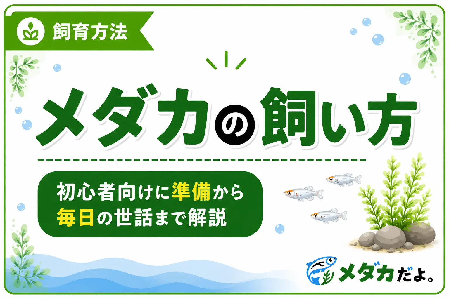 メダカの飼い方｜初心者向けに準備から毎日の世話まで解説 メダカは小さな容器でも飼育できますが、水や餌の管理が不要なわけではありません。元気に育てるには、飼育前の準備と毎日の観察が大切です。 メダカの飼い方で最初に覚えたいのは、「水を急に変えない」「餌を与えすぎない」「飼いすぎない」の3点です。基本を押さえれば、初心者でも落ち着いて飼育を始められます。 メダカの飼育に必要なもの まずは、飼育環境を整えるために必要なものを準備します。 ・水槽や飼育容器 ・カルキを抜いた水 ・メダカ用の餌 ・メダカをすくう網 ・水換え用のバケツやスポイト 水草や底砂、フィルター、さらにエアポンプなどは飼育方法によって必要性が変わります。水草は水質の安定や隠れ家になり、底砂はバクテリアの定着に役立ちますが、必須ではありません。また、フィルターやエアポンプは水中の酸素量を保ち水をきれいに維持する助けになりますが、容器の大きさや飼育数によっては省略することもできます。最初から多くの用品をそろえるより、容器・水・餌を優先して準備すると始めやすいでしょう。 【ここが大切】 水道水はそのまま使わず、塩素中和剤を使うか、適切に汲み置きしてカルキを抜いてから使用します。水道水に含まれる塩素は、メダカなどの水生生物にとって負担になるためです。 メダカを飼い始めるまでの手順 メダカを迎える前に、まず水槽や水質などの飼育環境をしっかり整え、安心して生活できる状態を作っておくことが大切です。 容器を安定した場所に置く 室内では、直射日光が長時間当たらず、温度が急変しにくい場所を選びます。屋外では、夏に水温が上がりすぎないよう、時間帯によって日陰ができる場所が安心です。 容器は水を入れると重くなります。傾きやぐらつきがない場所へ置いてから、水や底砂を入れましょう。 カルキを抜いた水を用意する 市販の塩素中和剤を用量どおりに使用すると、すぐに飼育水を準備できます。 新しい水は、現在の飼育水と大きな温度差が出ないようにします。急な水温や水質の変化は、メダカの負担になるためです。 水合わせをしてから入れる 購入したメダカを、すぐに新しい容器へ移すのは避けます。袋ごと容器の水面に浮かべて水温を近づけ、その後は新しい飼育水へ少しずつ慣らします。 水温を合わせる目安は15〜30分程度です。メダカを移すときは、購入時の袋の水をできるだけ飼育容器へ入れず、メダカだけを網などですくって移します。 毎日の世話で確認すること メダカを健康に育てるためには、日々のちょっとした観察がとても重要です。特に餌の与え方は水質にも直結するため、基本を押さえておきましょう。 餌は数分で食べ切れる量にする 餌は一度にたくさん与えず、数分で食べ切れる量から始めます。食べ残しは水を汚す原因になるため、残るようなら次から量を減らしましょう。 水温が低い時期や、メダカの動きが鈍い日は食べる量も減ります。決まった量を機械的に与えるのではなく、食べ方を見ながら調整します。 泳ぎ方や水の状態を観察する 餌を与えるときは、食欲だけでなく泳ぎ方や体の様子も確認します。いつもより動かない、水面で口をパクパクしている、体に白い点があるなど、普段と違う様子がないかを見ておきましょう。 水のにおい、濁り、餌の食べ残しも確認します。異変に早く気づくためには、短時間でも毎日観察することが大切です。 水換えは少量ずつ行う 成魚の水換えは、1週間に1回、全体の4分の1から3分の1程度がひとつの目安です。ただし、容器の大きさ、メダカの数、フィルターの有無、季節によって適切な頻度は変わります。 一度にすべての水を交換すると、水温や水質が急変しやすくなります。底の汚れを取りながら古い水を一部抜き、カルキを抜いて温度を近づけた水をゆっくり足します。 フィルターや底砂を掃除するときも、一度にすべてをきれいにしすぎないことが重要です。 【注意】 容器の全洗浄、大量の水換え、フィルター交換を同じ日にまとめて行うと、飼育環境が大きく変わります。掃除は必要な部分から少しずつ行いましょう。 初心者が避けたい飼い方 初心者が特に気をつけたいのは、餌の与えすぎと過密飼育です。メダカの数が多いほど、排せつ物や食べ残しで水が汚れやすくなり、酸素も不足しやすくなります。 最初は少ない匹数から始め、水の状態を安定させることを優先しましょう。用品を増やすことより、毎日の観察と無理のない管理を続ける方が大切です。 まとめ メダカの飼い方は、特別に難しいものではありません。カルキを抜いた水を用意し、水合わせをしてから迎え、餌を控えめに与えます。 その後は毎日様子を確認し、汚れがたまる前に少量ずつ水換えを行います。まずは管理しやすい容器と少ない匹数から始め、飼育環境に慣れていきましょう。 ⸻ メタディスクリプション メダカの飼い方を初心者向けに紹介。必要な用品、水の準備、水合わせ、餌の量、水換え、毎日の観察など、飼育を始めるための基本を分かりやすくまとめています。 パーマリンク medaka-care-beginners カテゴリ 飼育方法 タグ メダカ、メダカの飼い方、メダカ飼育、初心者 挿絵1 種類： イメージ画像 挿入位置： 「メダカの飼育に必要なもの」の説明後 内容： 水槽、餌、網、バケツなど、基本的な飼育用品を並べた写真 ALT： メダカの飼育に必要な水槽や餌などの基本用品 挿絵2 種類： 図解 挿入位置： 「水合わせをしてから入れる」の説明後 内容： 袋を水面に浮かべる、水を少しずつ混ぜる、メダカを移す流れ ALT： メダカを新しい飼育容器へ移す水合わせの手順