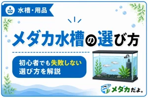 メダカ水槽の選び方｜初心者でも失敗しないポイントを解説
