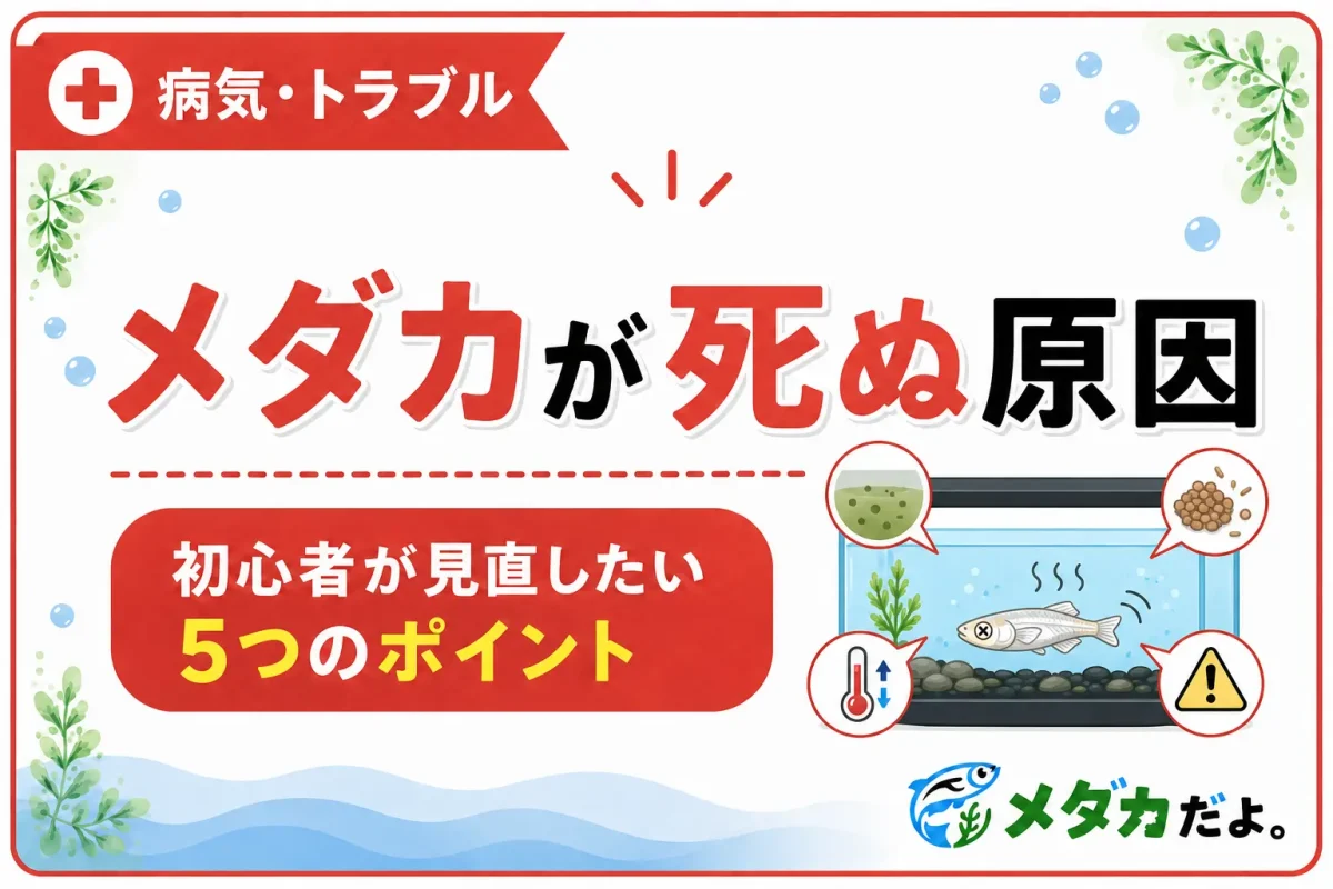 メダカが死んでしまう原因は？初心者が見直したい5つのポイント