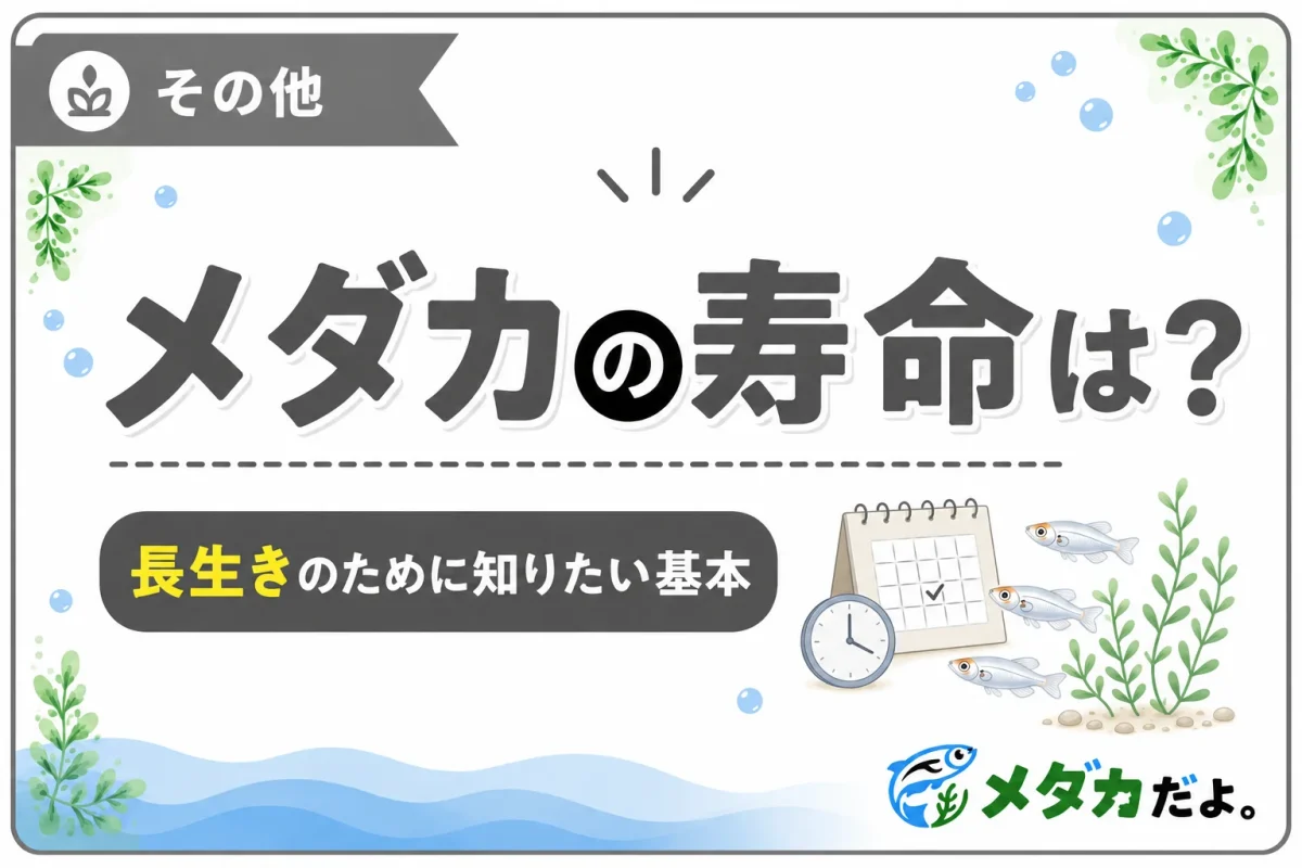 メダカの寿命はどれくらい？長生きのために知りたい基本