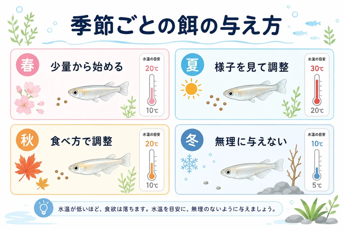 季節と水温に合わせたメダカの餌の与え方