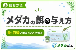 メダカの餌の与え方｜適切な量・回数と季節ごとの注意点