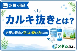 カルキ抜きとは？メダカ飼育で必要な理由と正しい使い方