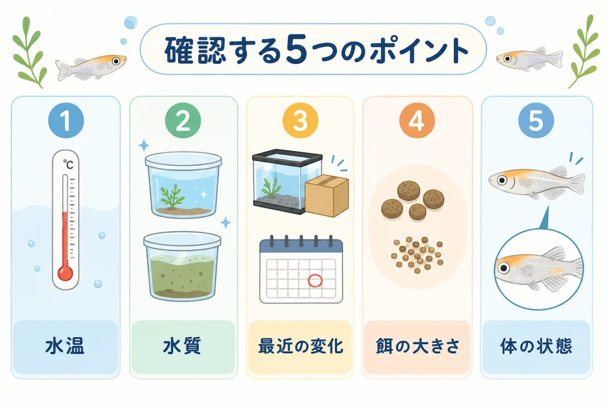 メダカが餌を食べないときに確認する5つのポイント