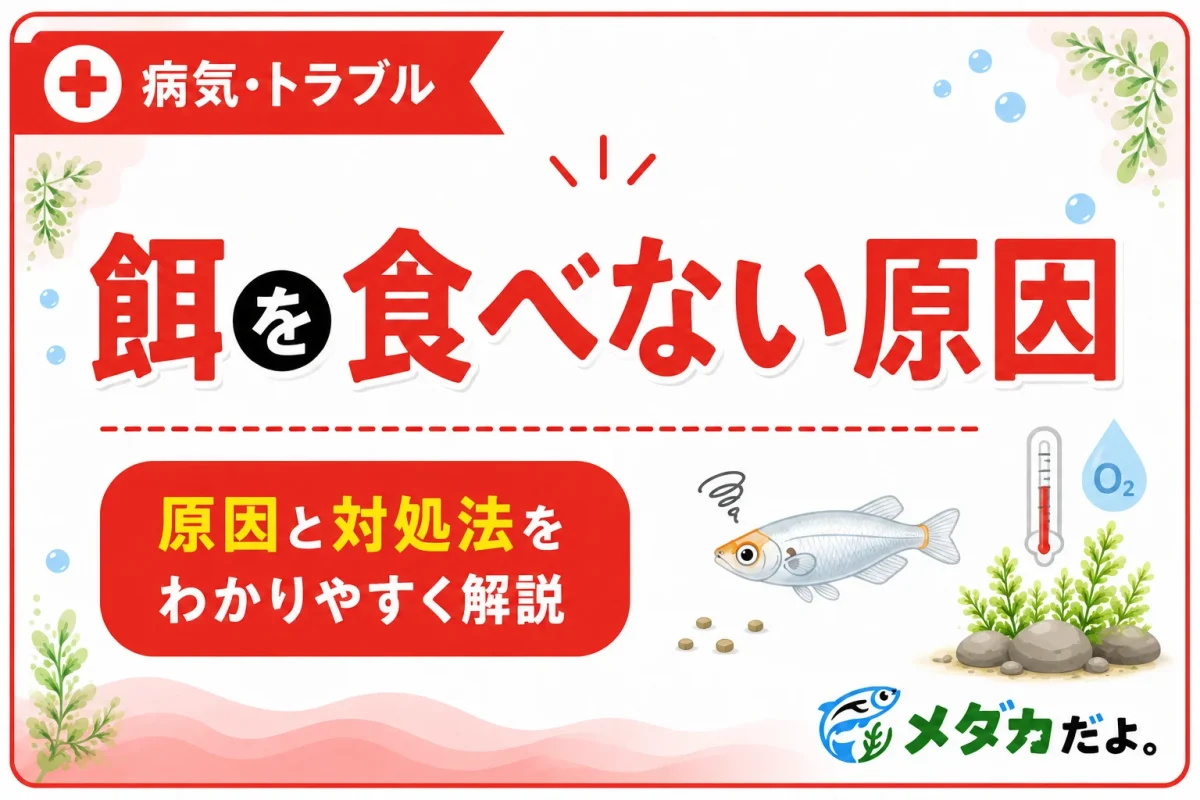 メダカが餌を食べない原因は？確認したいポイントと対処法