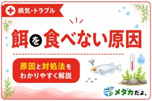 メダカが餌を食べない原因は？確認したいポイントと対処法