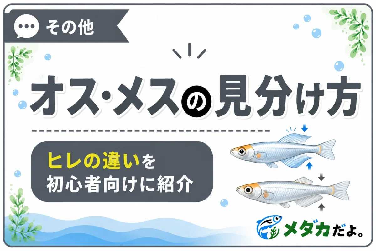メダカのオス・メスの見分け方｜背びれ・尻びれの違い