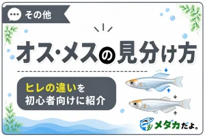 メダカのオス・メスの見分け方｜背びれ・尻びれの違い