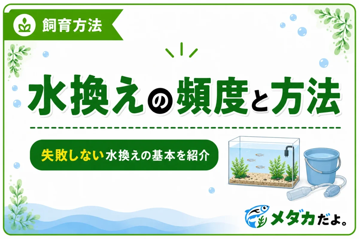 メダカの水換えはどのくらい？頻度と正しい方法を解説