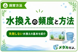 メダカの水換えはどのくらい？頻度と正しい方法を解説