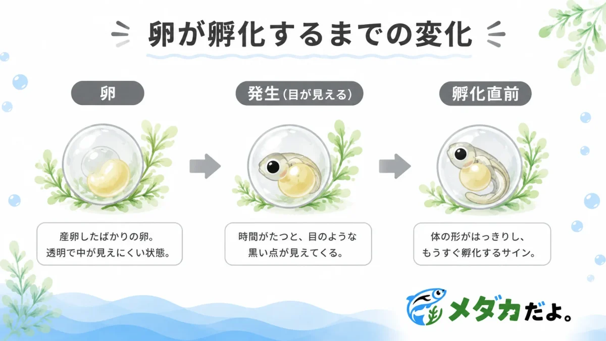 メダカの卵が孵化するまでの成長過程