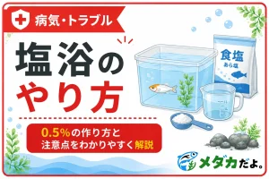 メダカの塩浴のやり方｜0.5％の作り方と注意点を解説
