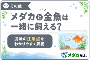 メダカと金魚は一緒に飼える？混泳をおすすめしない理由