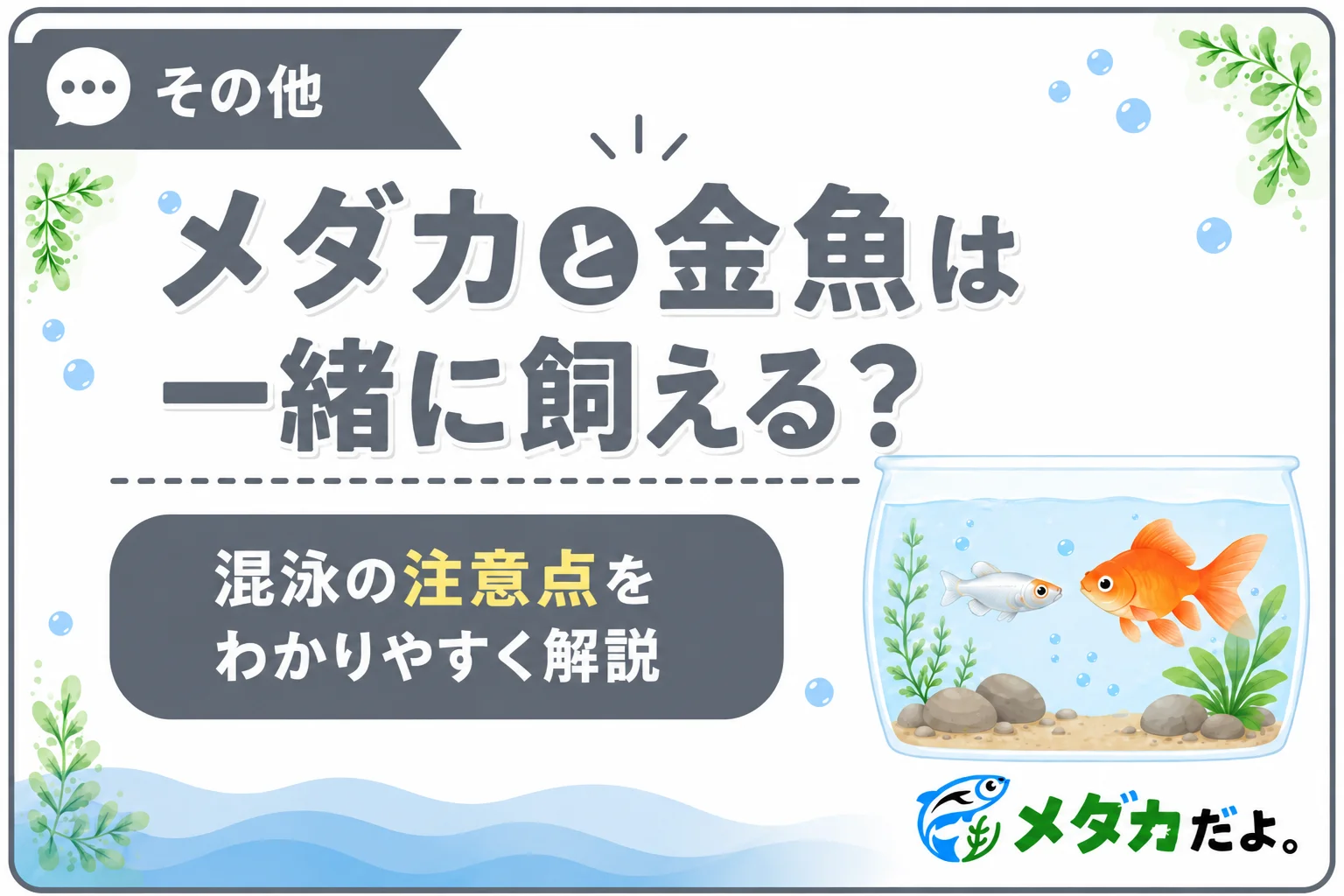 メダカと金魚は一緒に飼える?混泳をおすすめしない理由