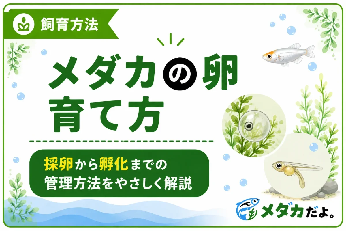 メダカの卵の育て方｜採卵から孵化までの管理方法