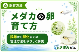 メダカの卵の育て方｜採卵から孵化までの管理方法