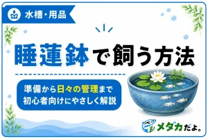 メダカを睡蓮鉢で飼う方法｜準備から日々の管理まで解説