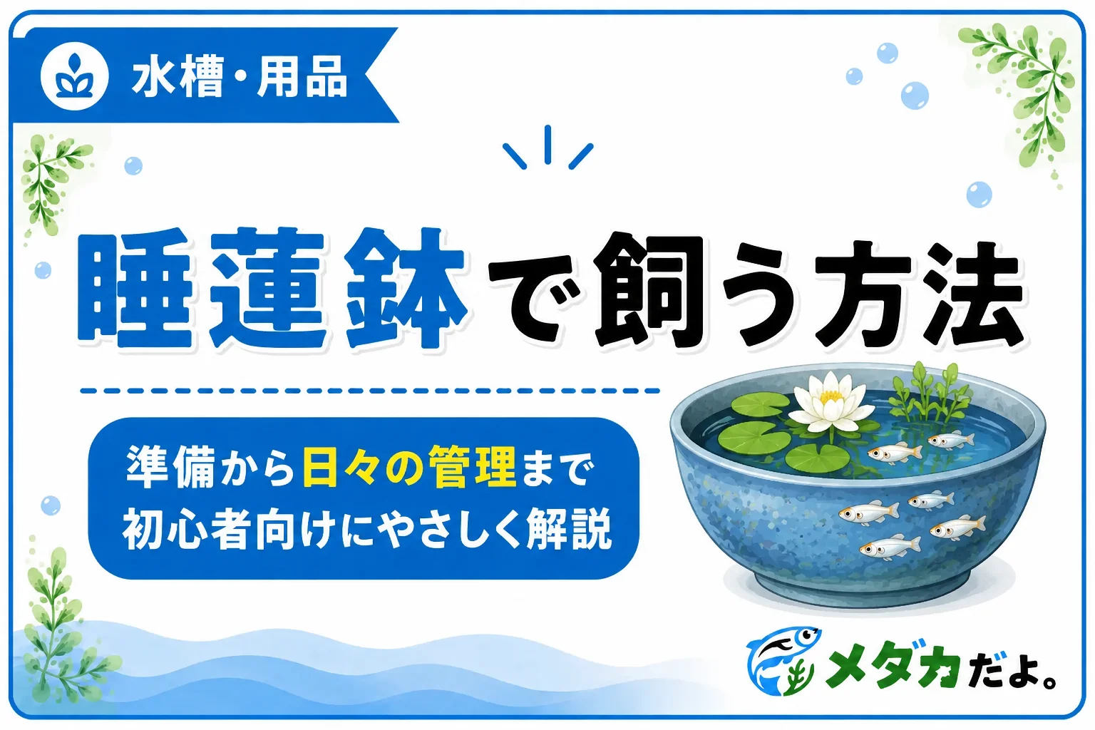 メダカを睡蓮鉢で飼う方法|準備から日々の管理まで解説