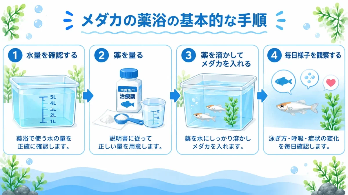 メダカを薬浴させる基本的な手順